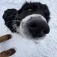 Shirley profile