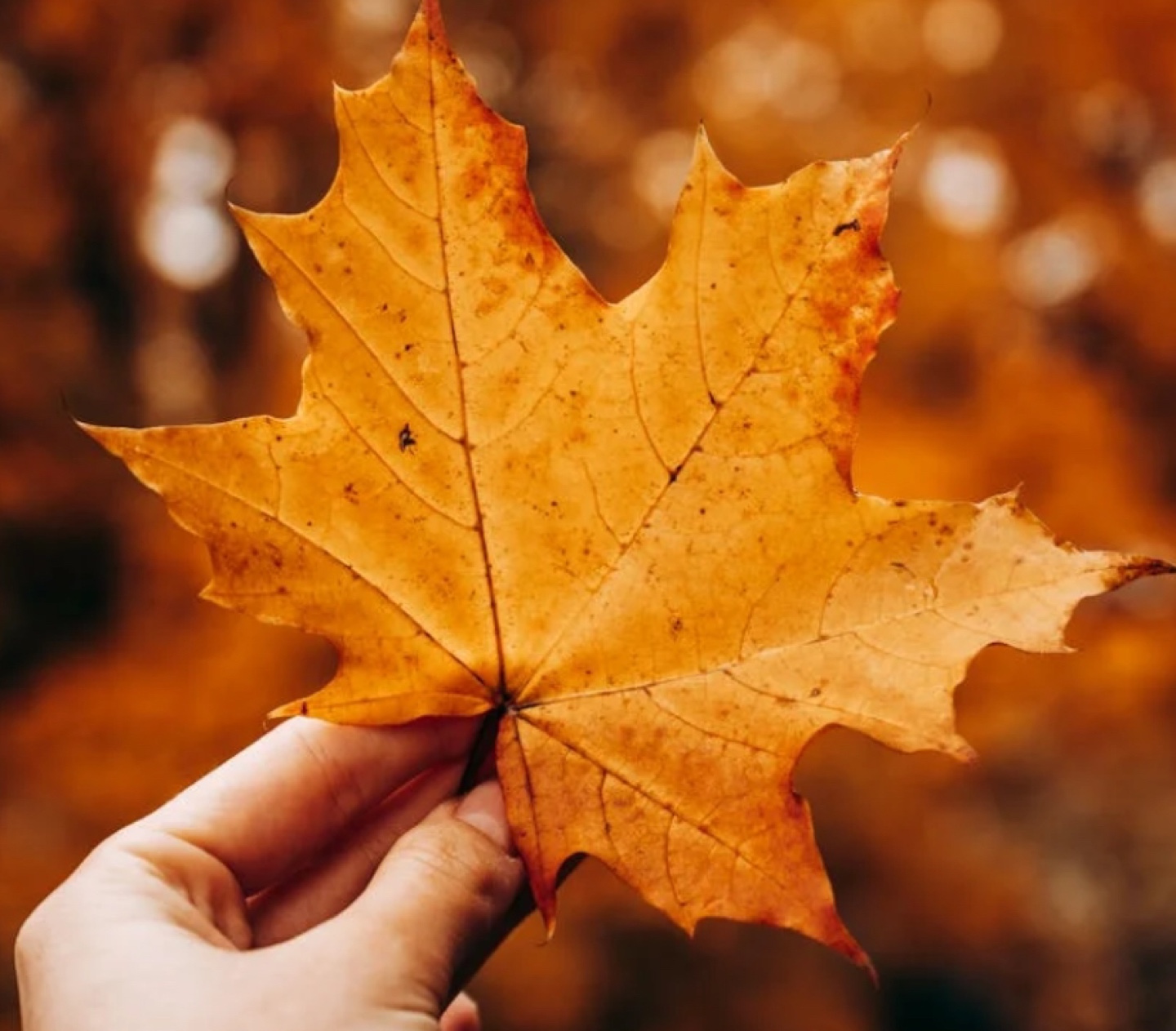 Collectible Corner profile