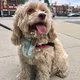 Ali profile