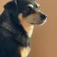 Cason profile