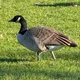 Maple Goose profile