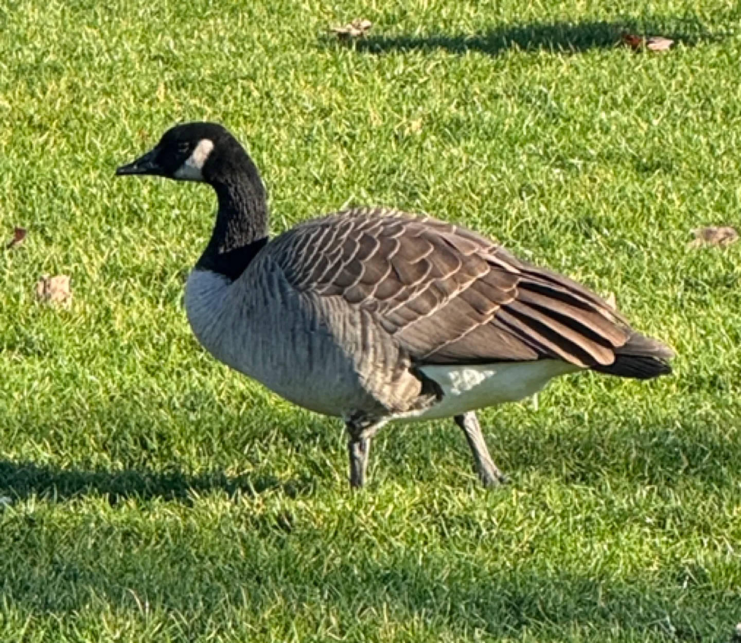 Maple Goose profile