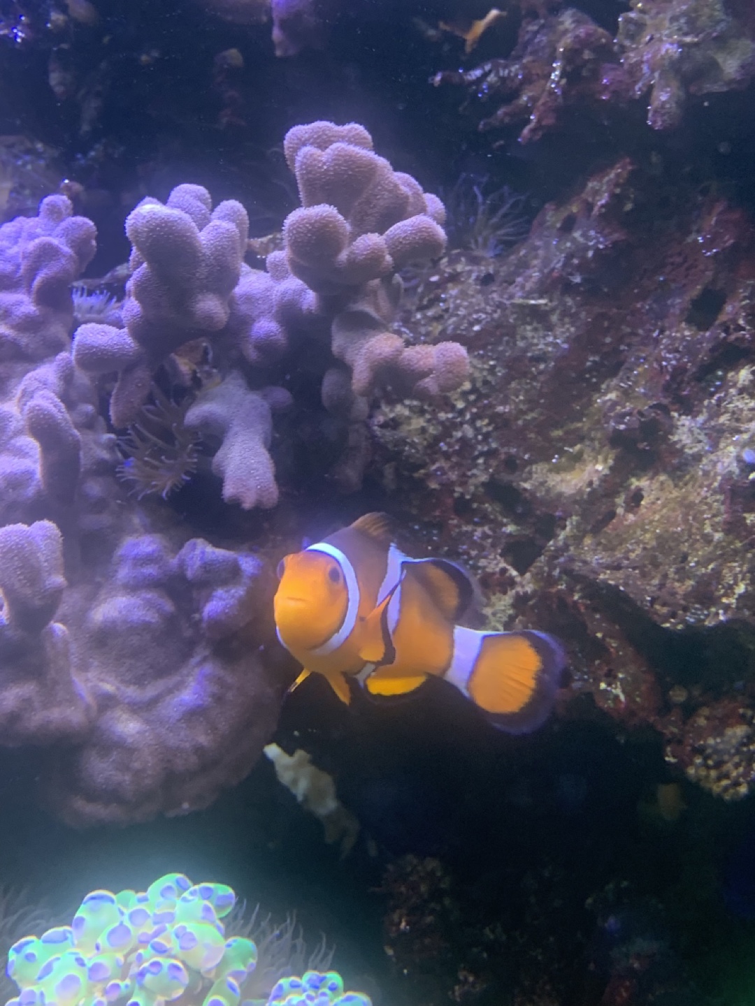 Found NeMo profile