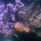 Found NeMo profile