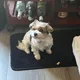 Pete profile