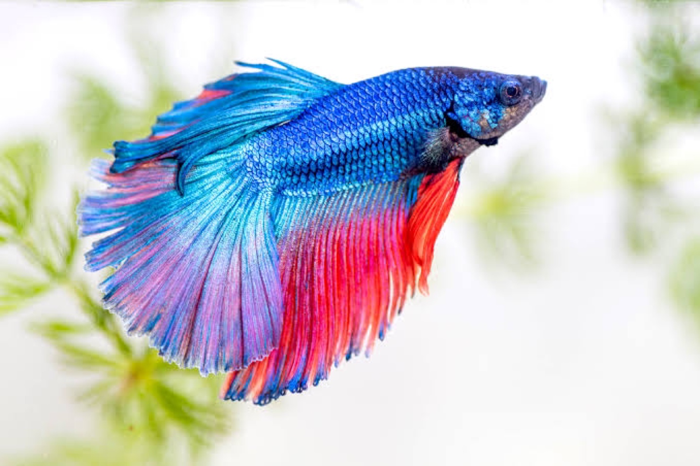 Karuna profile