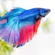 Karuna profile