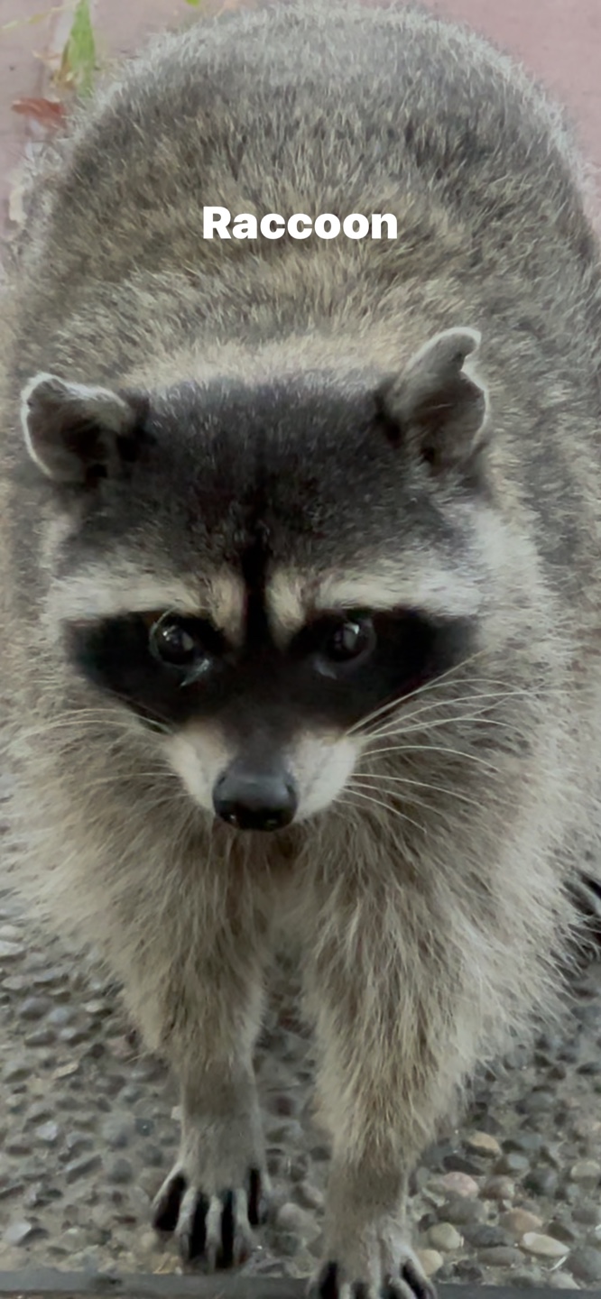 Raccoon profile