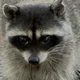 Raccoon profile