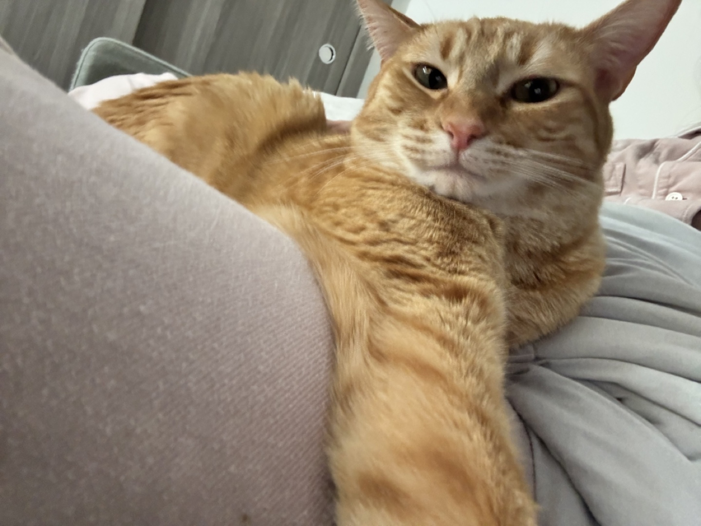 iambread profile
