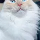 Eve profile