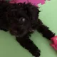 Cece profile