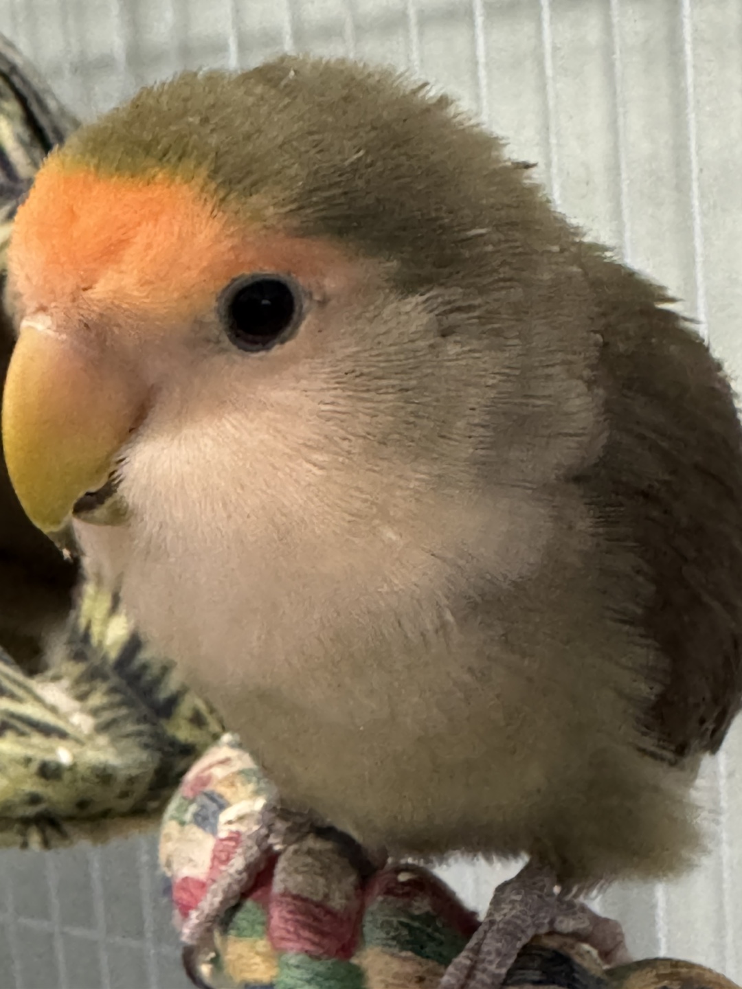 Cecy profile