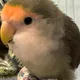 Cecy profile