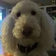 Stacey profile