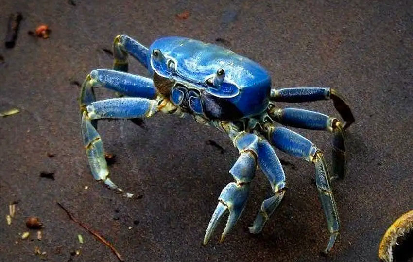 KraB profile