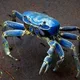 KraB profile