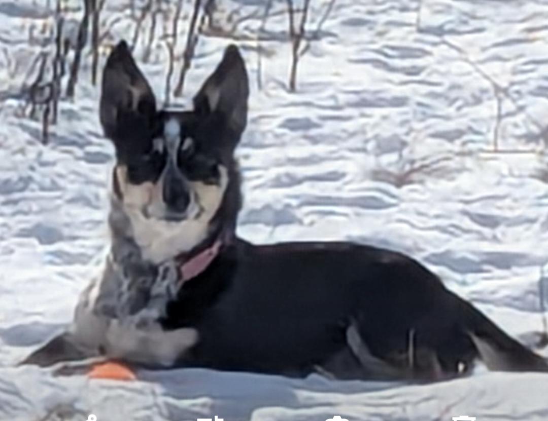 Jesse James profile