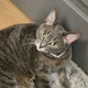 Shad profile