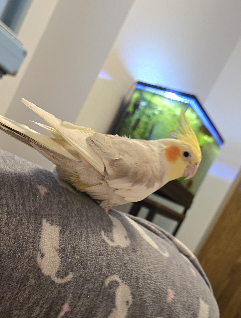 lilah profile