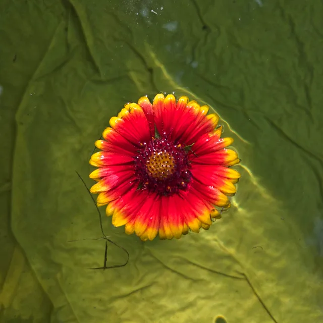 Flower O