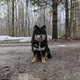 Acorns profile