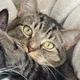Sam profile
