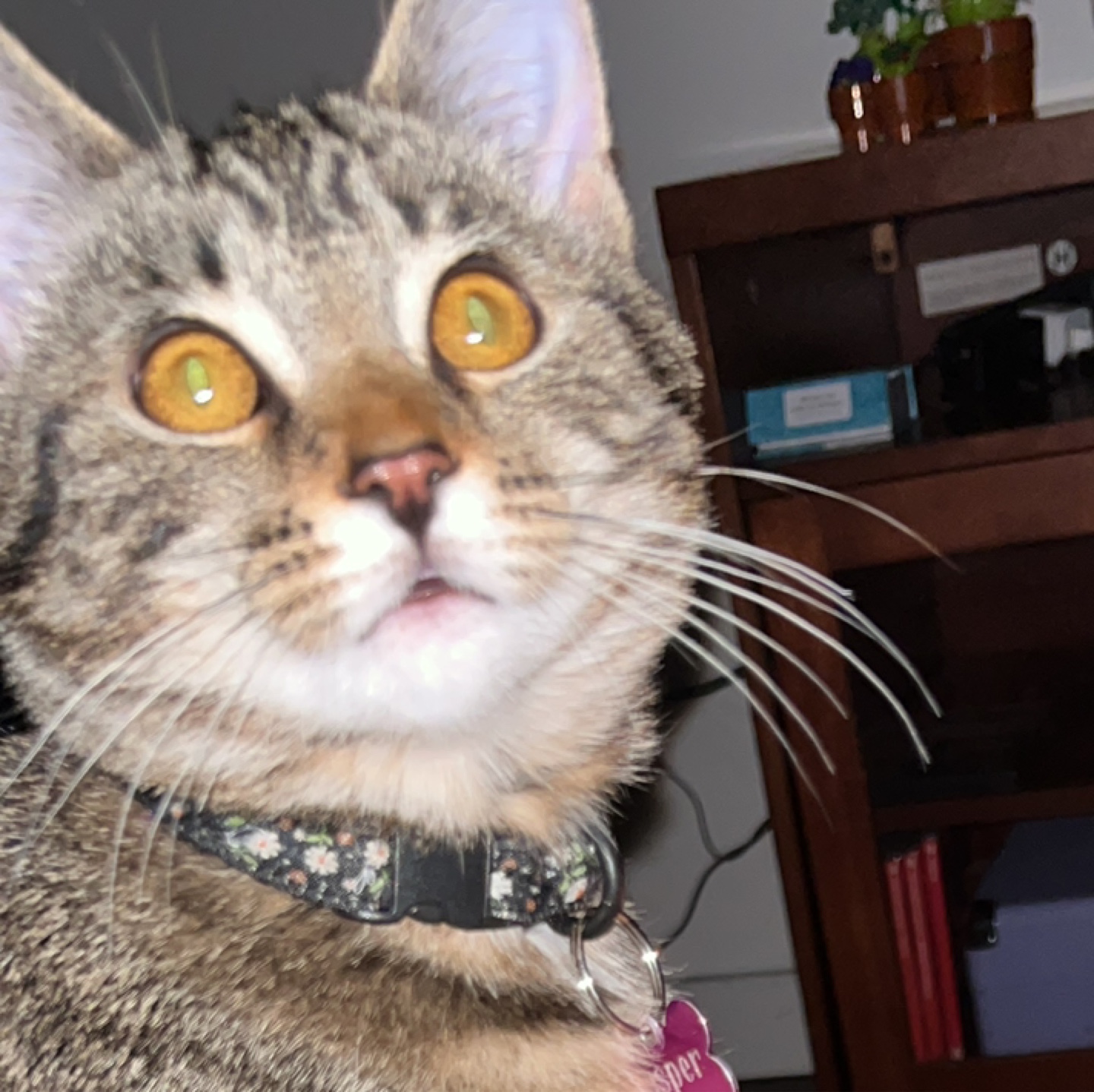 Cazzie profile