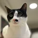 Mikayyc profile