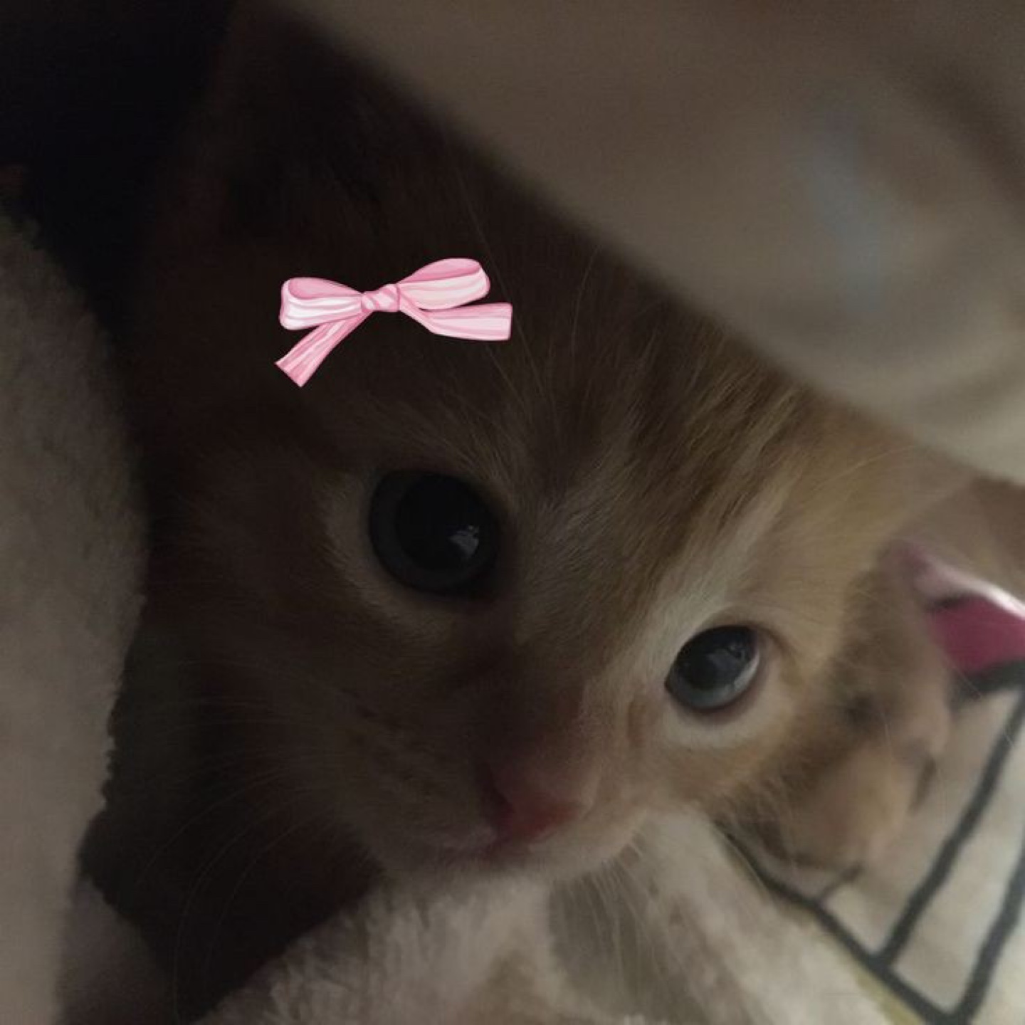 Mahima Chari profile