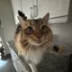Lex profile
