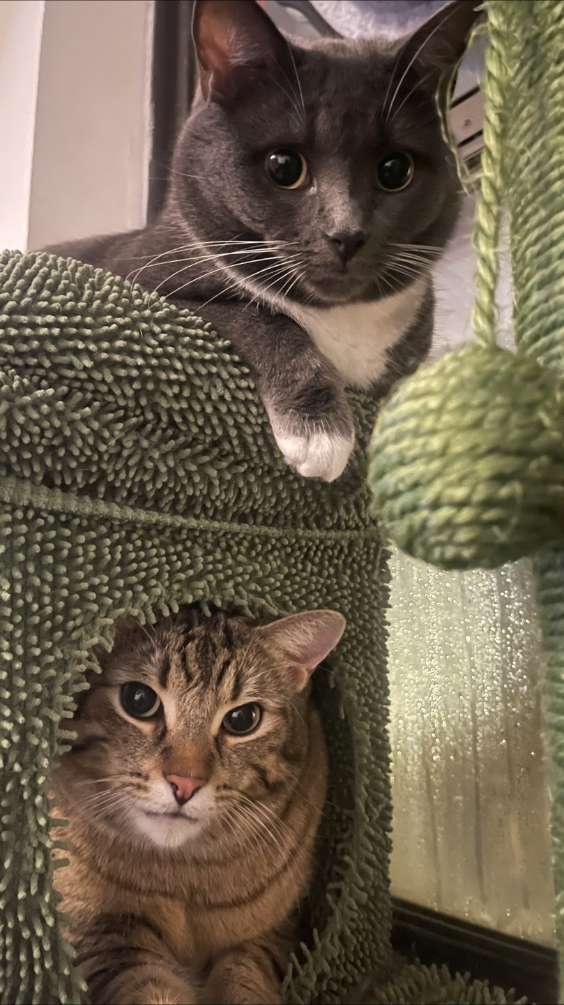 Les Petite Pattes profile