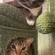 Les Petite Pattes profile