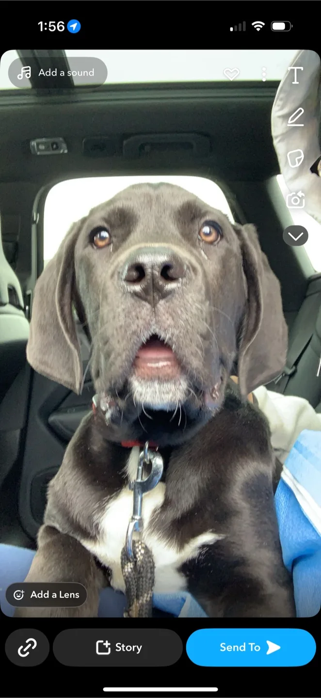 Alvin dillon profile