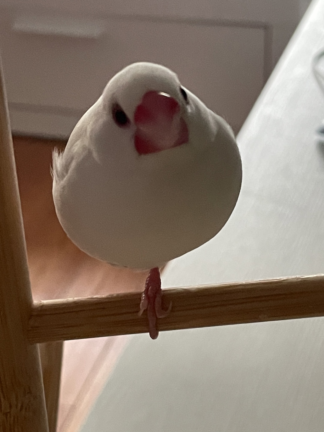 Kevin profile