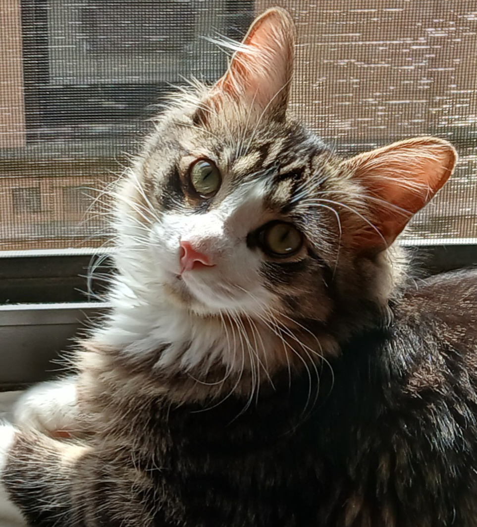 Finn profile