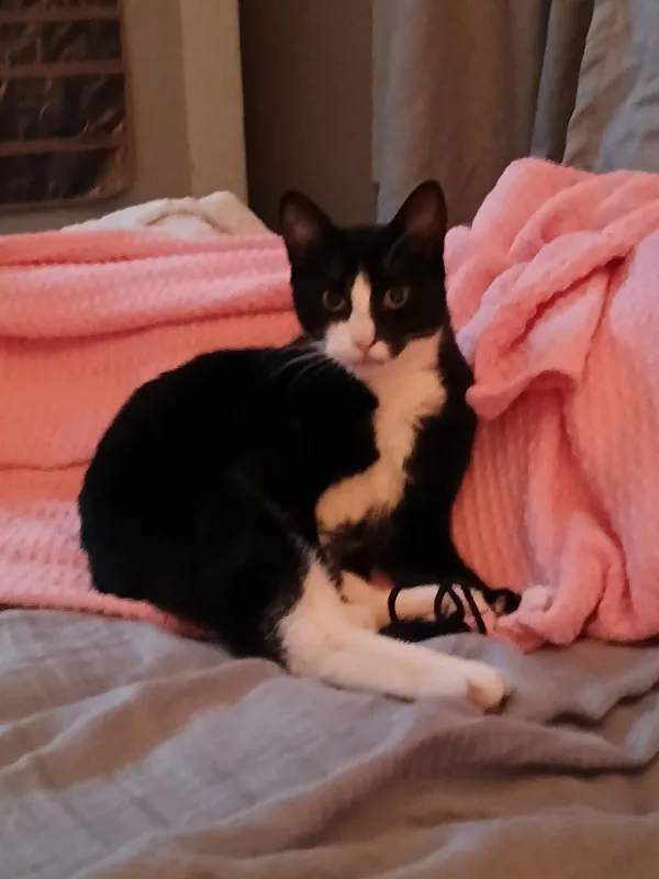 Mario Wilson profile