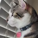 Leia profile