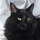 brina profile