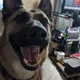 Ross Maximus profile