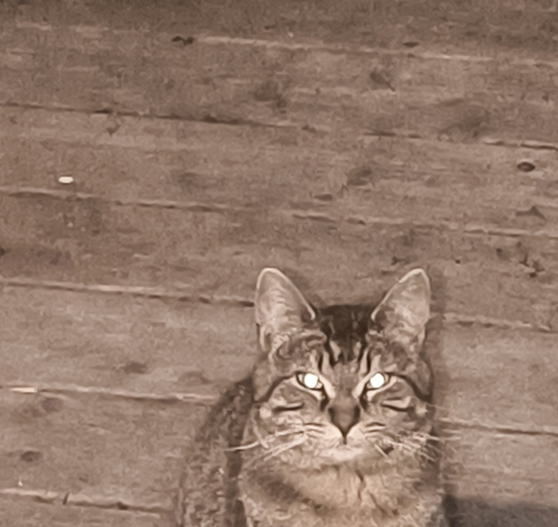 jack profile