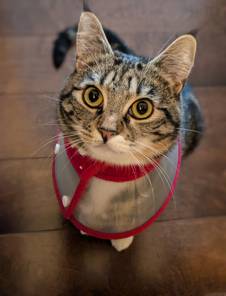 Mikko