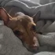 Isaac profile