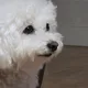 KnockCha profile