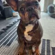 Victor profile