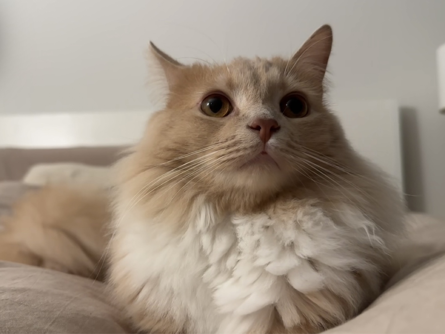 moomoo profile