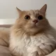 moomoo profile