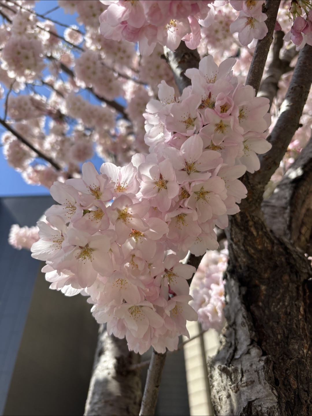 Cherry blossom profile