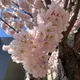 Cherry blossom profile