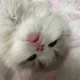 Gooruem profile